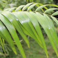 Calamus rotang L.